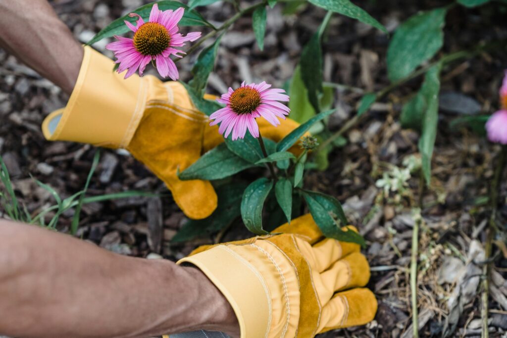 A closeup of a flower being planted
